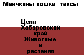 Манчкины кошки- таксы › Цена ­ 15 000 - Хабаровский край Животные и растения » Кошки   